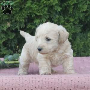 River, West Highland Terrier Puppy